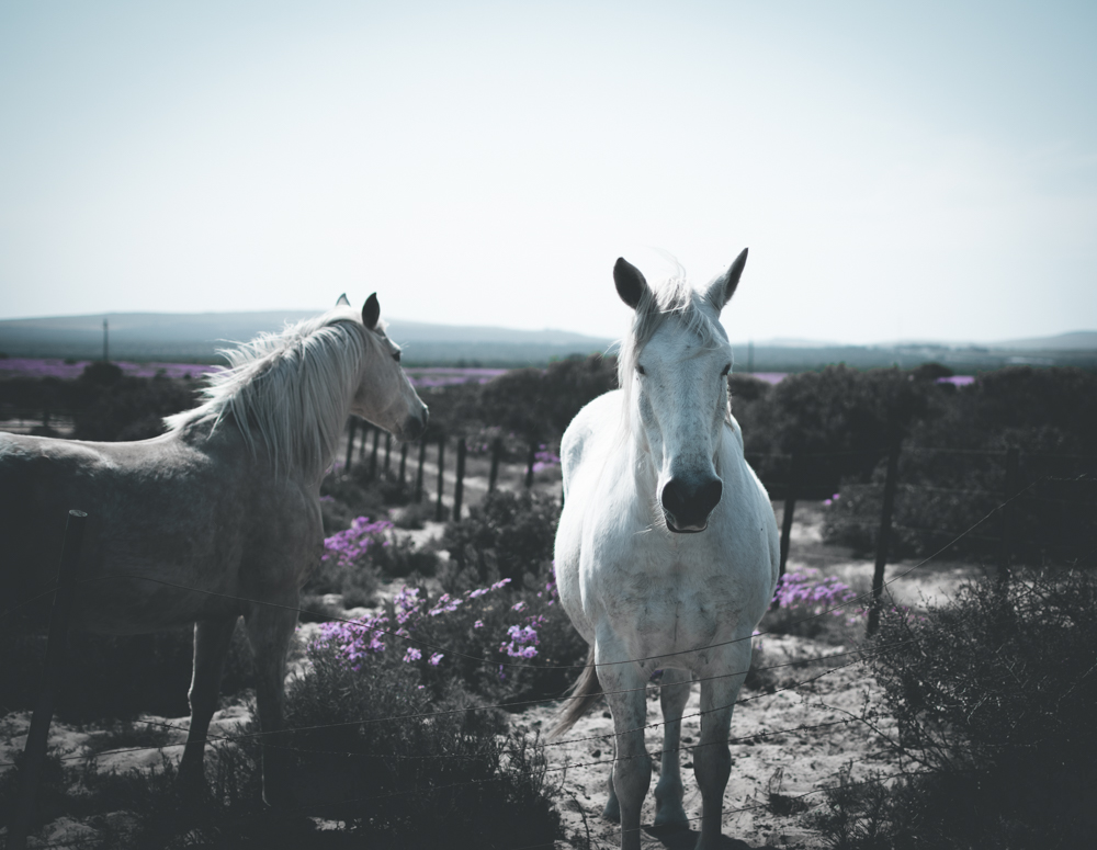 nature photography 02