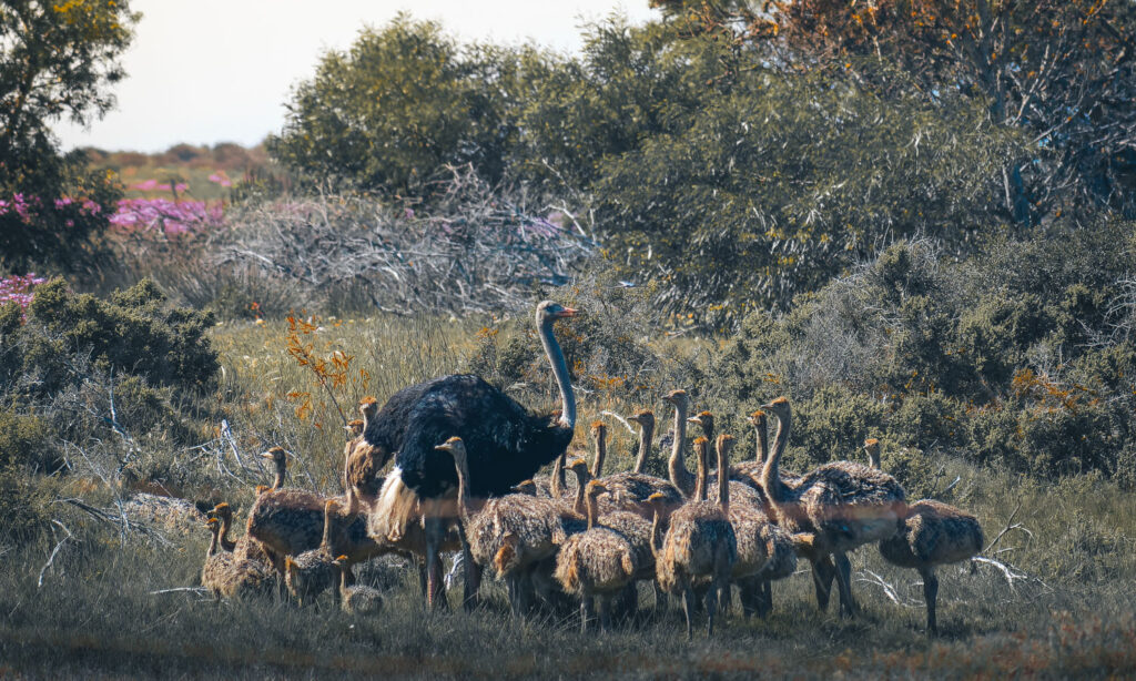 Ostrich daddy day care