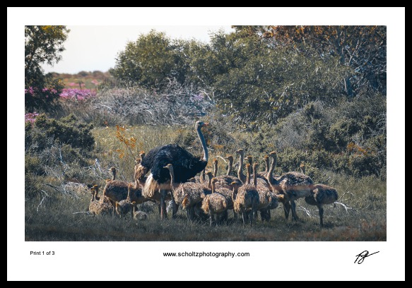 Ostrich daddy day care framed