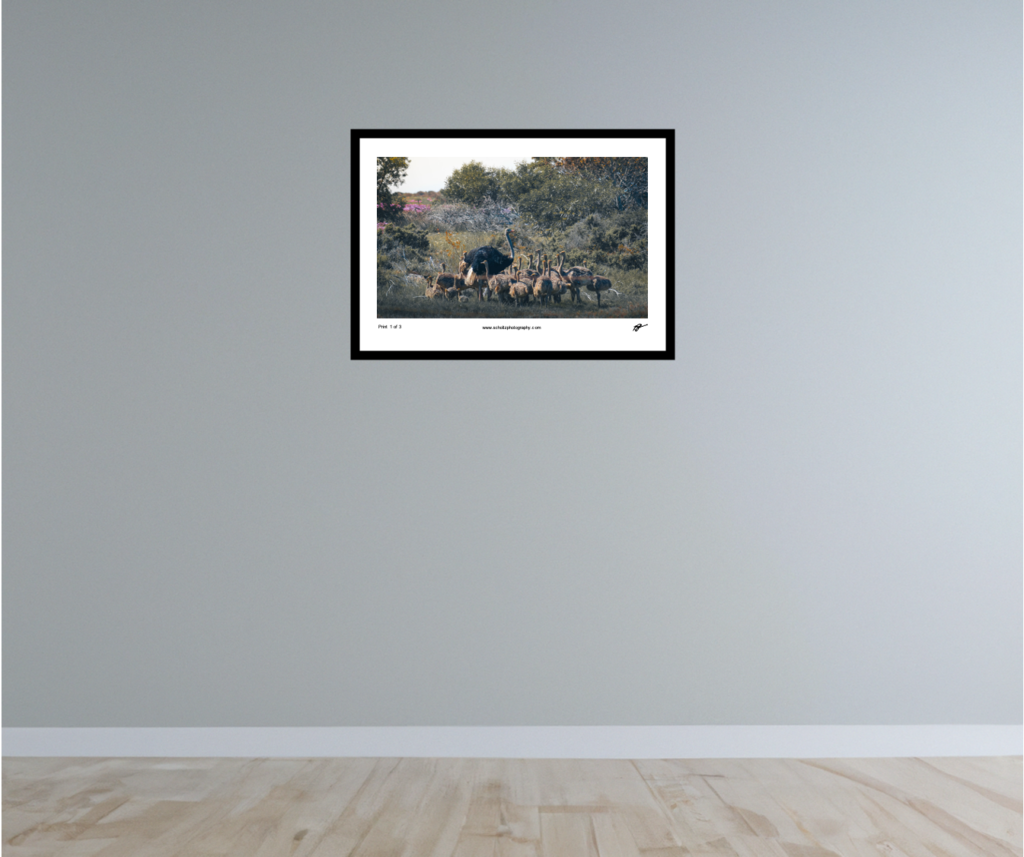 Ostrich daddy day care on wall